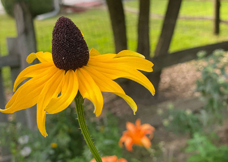 Large coneflower 