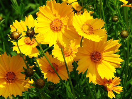 Large-flowered tickseed 