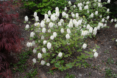 Large fothergilla 