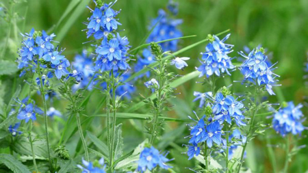 Large speedwell 