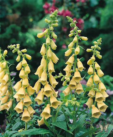 Large yellow foxglove