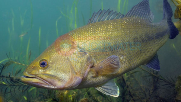 Largemouth bass