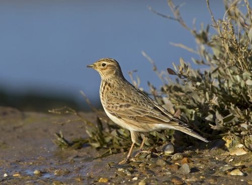 Larks