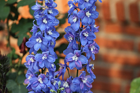 Larkspur  