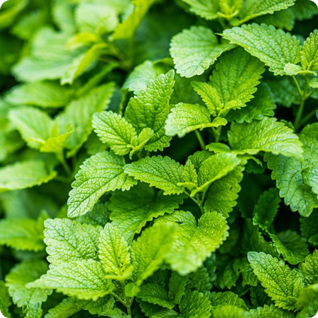 Lemon balm 