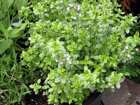 Lemon thyme 