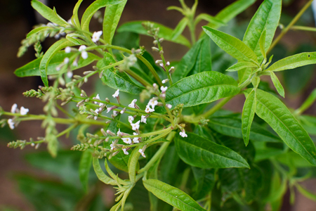 Lemon verbena 