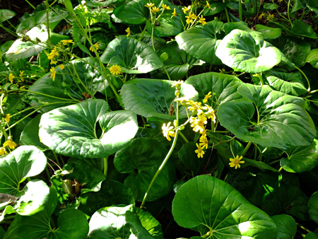 Leopard plant 