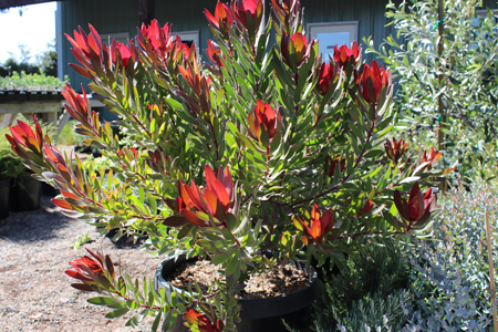 Leucadendron ‘Red Gem’