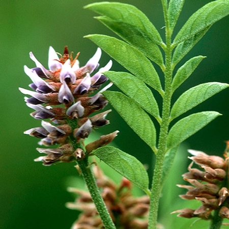 Licorice Root 