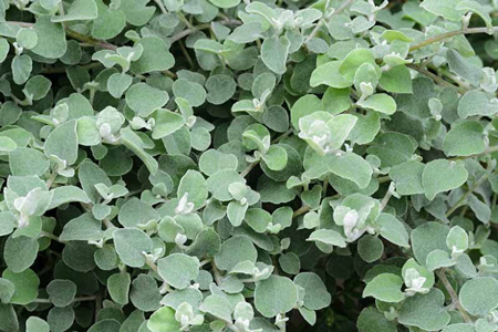 Licorice plant 