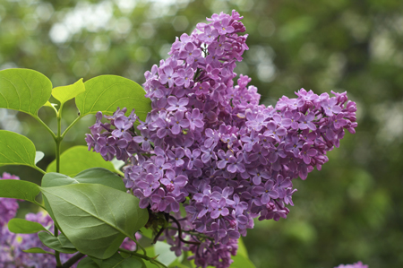 Lilac Shrubs 