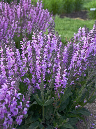 Lilac sage 