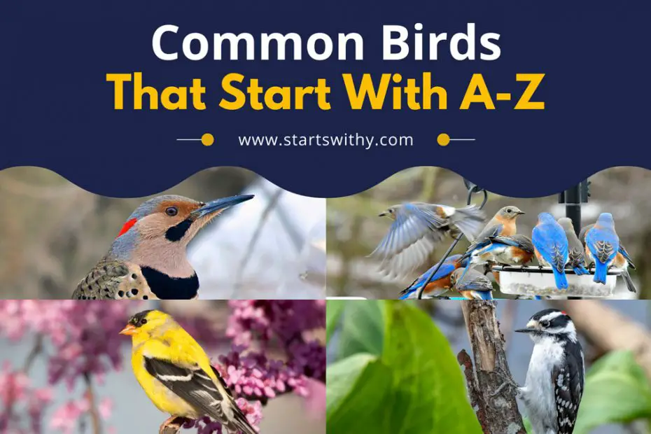 List Of Common Birds With A-Z