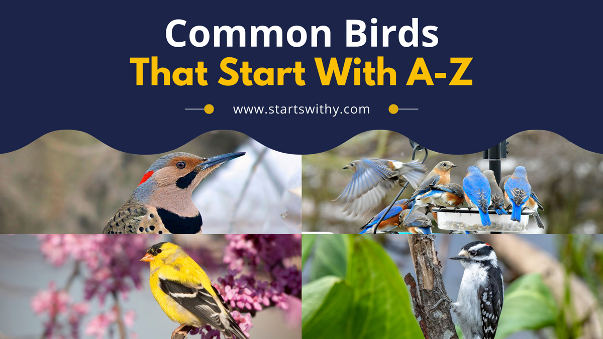 List Of Common Birds With AZ