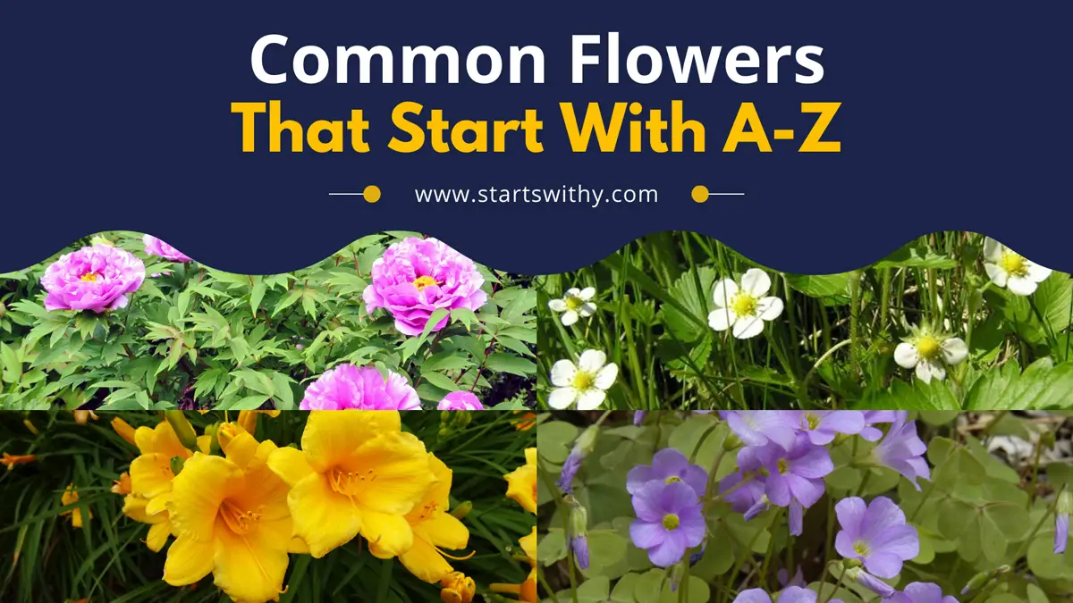 List Of Common Flowers With A-Z