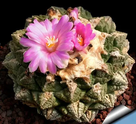 Living Rock Cactus