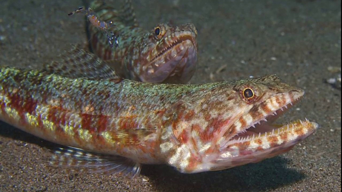 Lizardfish