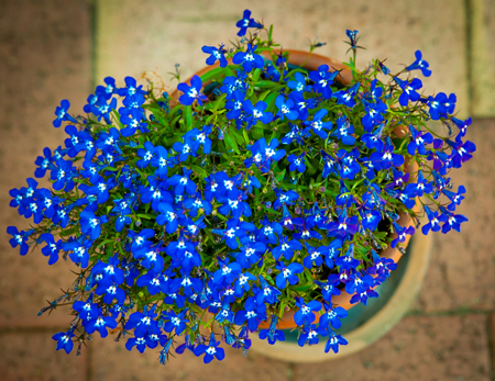 Lobelia  