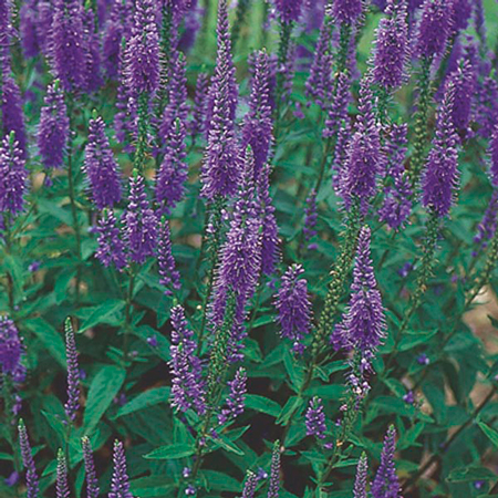 Long leaf speedwell