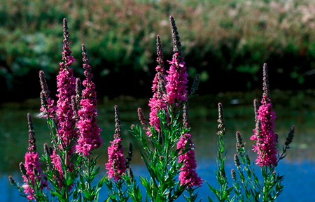 Loosestrife  