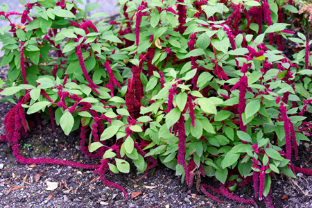 Love lies bleeding