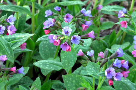 Lungwort  