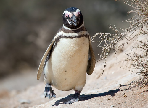 Magellanic Penguin