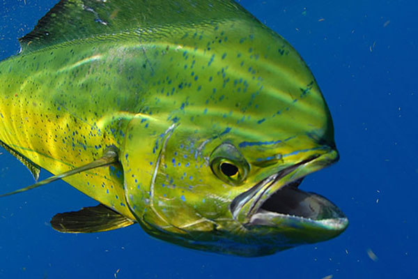 Mahi-mahi