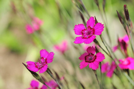 Maiden Pink 