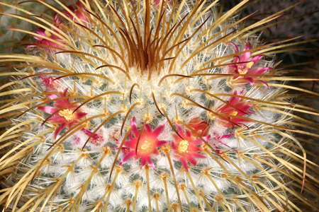 Mammillaria Dixanthocentron 