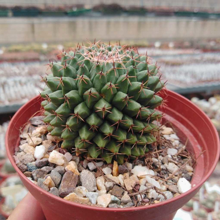 Mammillaria Formosa 