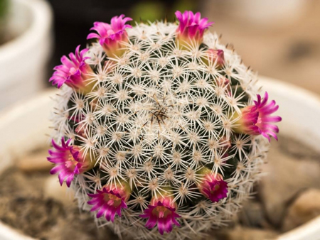 Mammillaria Haageana 