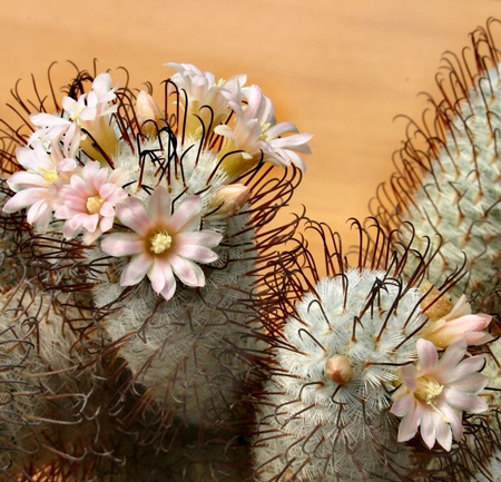 Mammillaria Perezdelarosae 