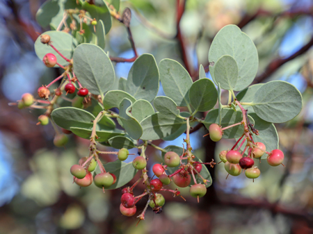 Manzanita  