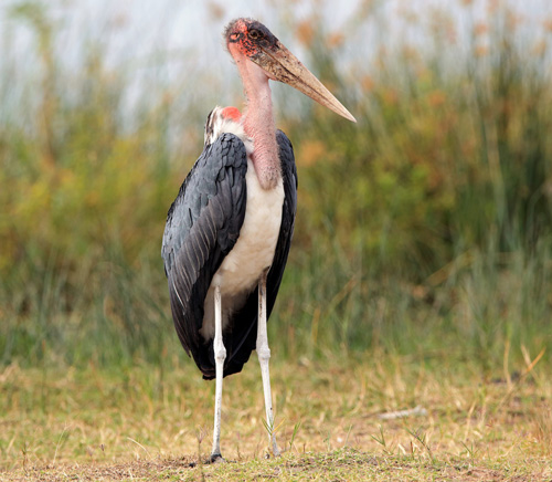 Marabou Stork