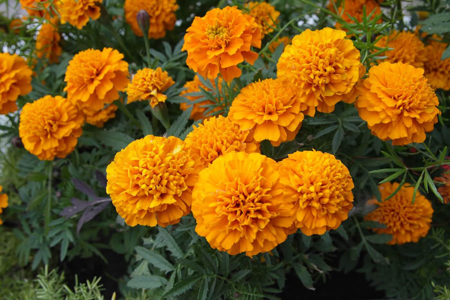 Marigold  