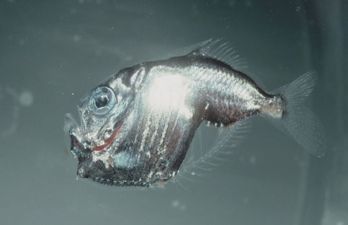 Marine Hatchetfish