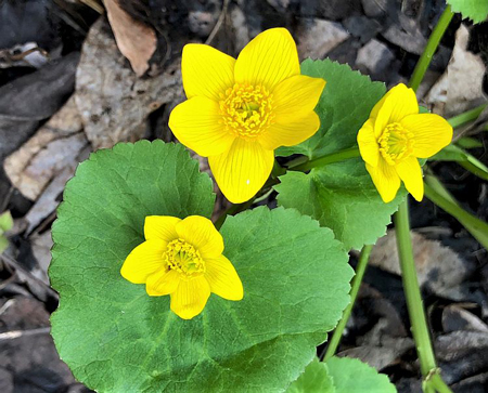 Marsh Marigold 