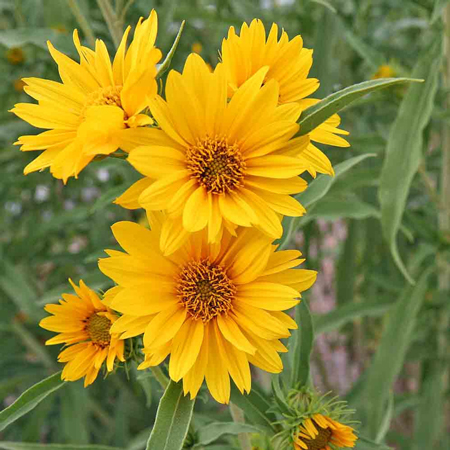 Maximilian sunflower 