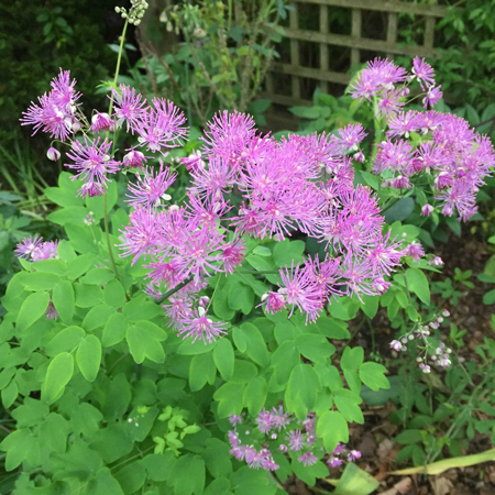 Meadow Rue 