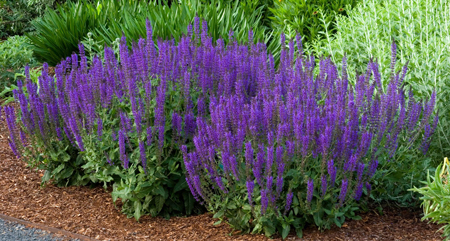 Meadow sage 