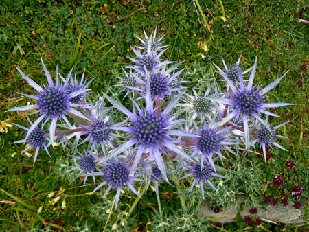 Mediterranean sea holly