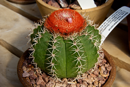 Melocactus  