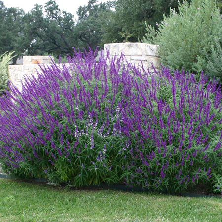 Mexican bush sage