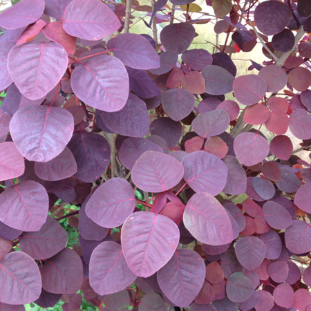 Mexican shrubby spurge