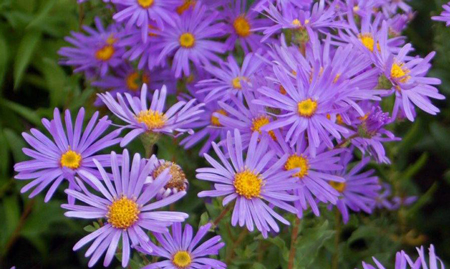 Michaelmas Daisy 