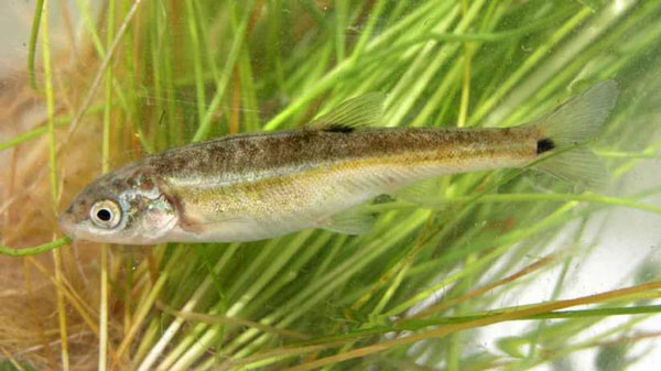 Minnow