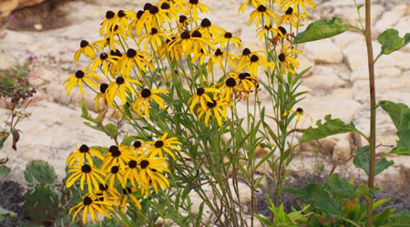 Missouri Coneflower 