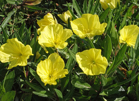 Missouri Evening Primrose